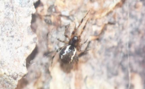 Anelosimus_sl sp.